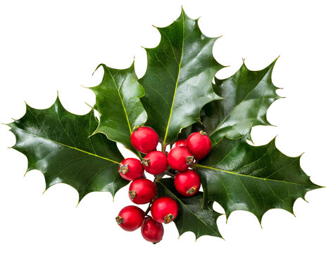 christmas holly isolated white background,  cutout 