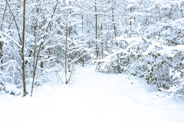 Woods covered in snow with small opening