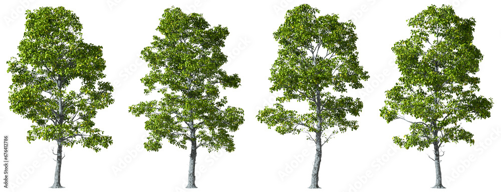 Wall mural cutout outside trees woods transparent backgrounds 3d rendering png - Wall murals