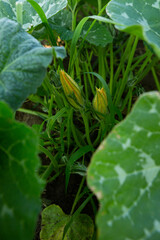 Close up of zucchini plant with flowers in vegetables garden