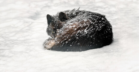 Wolf Frozen Elegance: Wildlife Photography Unveils the Silent Beauty of a Sleeping Wolf in Chilly...