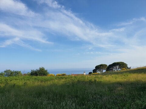 Green lawn with yellow flowers, maritime pine trees and oack trees with see at background.