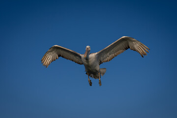 Dalmatian pelican spreading wings in blue sky