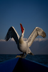 Dalmatian pelican stretches wings on blue boat