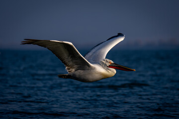 Fototapeta na wymiar Dalmatian pelican spreads wings flying across lake