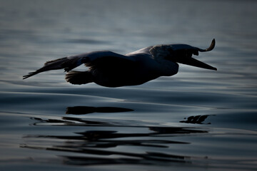 Dalmatian pelican silhouetted in flight over lake