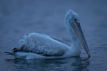 Dalmatian pelican swimming in profile across lake