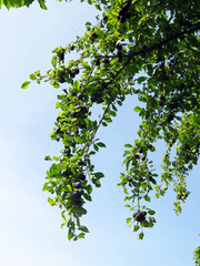 Obraz premium Ripening blue Mirabelle plums or Prunus domestica fruits on tree