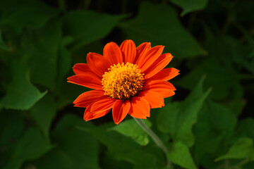 Beautiful blooming orange cosmos, close-up, flower garden (Focus on the center of the pollen.)