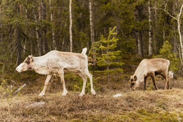 Obraz na płótnie Canvas Reindeer in their natural habitat