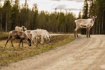 Reindeer in their natural habitat
