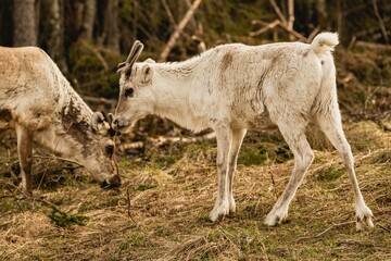 Obraz premium Reindeer in their natural habitat