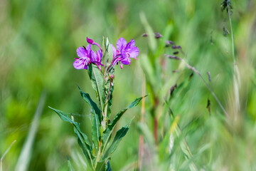 Fototapeta premium Schmalblättriges Weidenröschen (Epilobium angustifolium) 