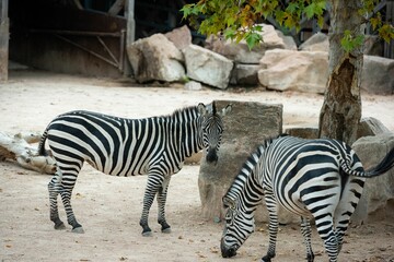 Couple of zebras eating on a zoo. - Powered by Adobe