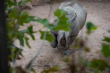 Walking rhinoceros from the green leaves in the zoo.
