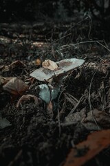 Mushroom with a leaf on it in the evening forest