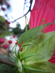 Macro insetto Cavalletta verde su foglia di di fiore ibisco con grandi petali viola