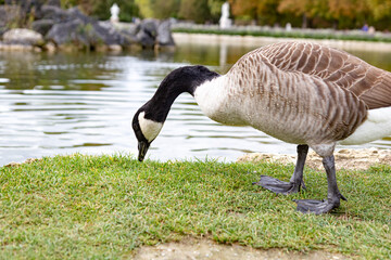 Close-up of a Canadian goose eating grass near lake in the park.