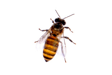 honey wasp isolated on white background