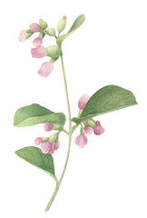 A branch with pink buds, green leaves and berries hand drawn in watercolor. Isolated floral image.