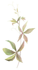A green leaved branch of a maiden grape hand drawn in watercolor. isolated floral illustration.