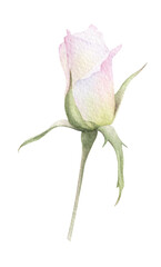 A tender light pink rose hand drawn in watercolor. Isolated botanical watercolor illustration