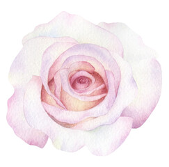 A tender light pink rose hand drawn in watercolor. Isolated botanical watercolor illustration. Isolated image.