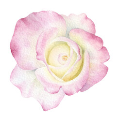 A tender light pink rose with yellow shadow hand drawn in watercolor. Isolated botanical watercolor illustration. Isolated image.