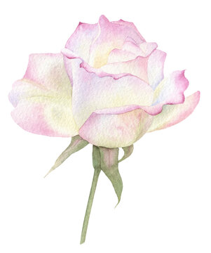 A tender light pink rose hand drawn in watercolor. Isolated botanical watercolor illustration. Isolated image.