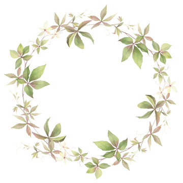 A floral wreath of green leaved branches of a maiden grape hand drawn in watercolor. Isolated image. Floral watercolor illustration.