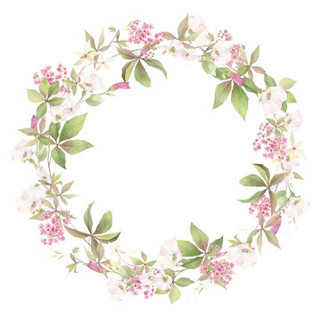 A floral wreath of pink flowers, creepers and green leaves of a maiden grape hand drawn in watercolor. Isolated image. Floral watercolor illustration.