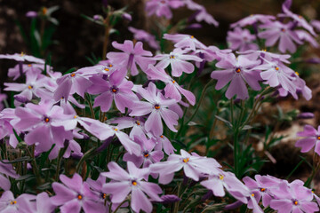Beautiful Phlox subulata small purple flowers in bloom. Floral background. Growing perennial flowering plants in the garden. Creeping flowering plant, violet moss phlox.