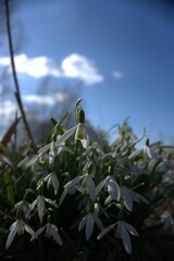 Vertical closeup shot of snowdrop flowers blooming in the field on early spring