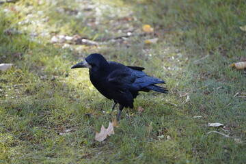 Rook (Corvus frugilegus) family Corvidae, foraging. Here as a winter guest from Russia from the end...