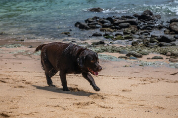 A beautiful black dog runs along the beach. Yellow sand. Sunny day.