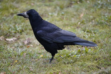 Rook (Corvus frugilegus) family Corvidae, foraging. Here as a winter guest from Russia from the end of October to the end of March. Hanover, Germany.