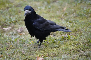 Rook (Corvus frugilegus) family Corvidae, foraging. Here as a winter guest from Russia from the end of October to the end of March. Hanover, Germany.