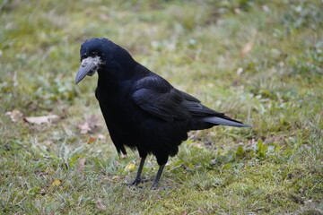 Rook (Corvus frugilegus) family Corvidae, foraging. Here as a winter guest from Russia from the end of October to the end of March. Hanover, Germany.