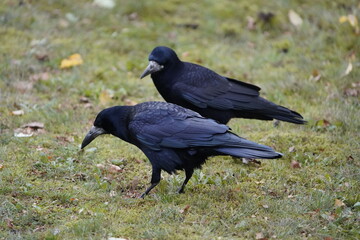 Rook (Corvus frugilegus) family Corvidae, foraging. Here as a winter guest from Russia from the end of October to the end of March. Hanover, Germany.