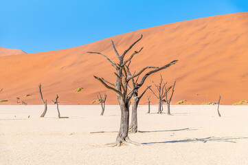 A view of a line of dead trees in the dead valley in Sossusvlei, Namibia in the dry season