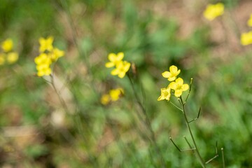 Obraz premium Closeup shot of blooming small yellow wildflowers