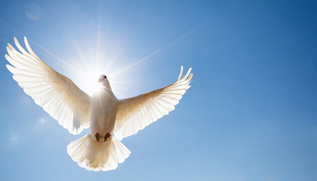 White dove flies in front of the sun in blue sky