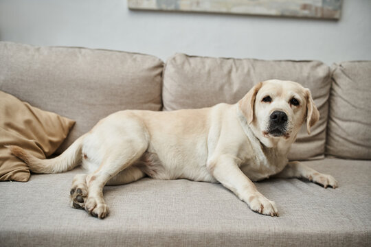 animal companion, cute labrador lying on comfortable sofa in living room inside of modern apartment