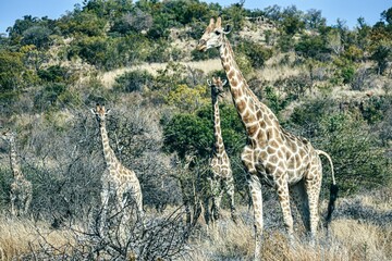Group of giraffes in the field on a sunny day