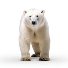 Fototapeta premium polar bear isolated on white