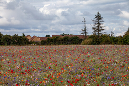 Wildflowers on a Field on the Island of Falster
