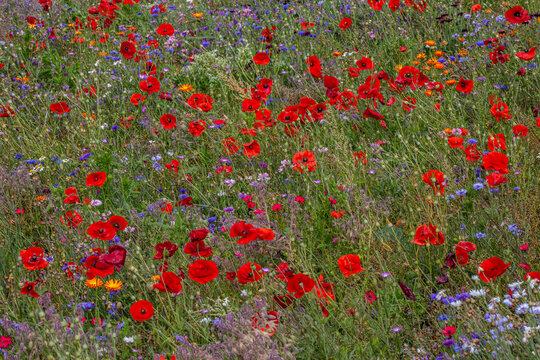 Wild Flowers on the Field