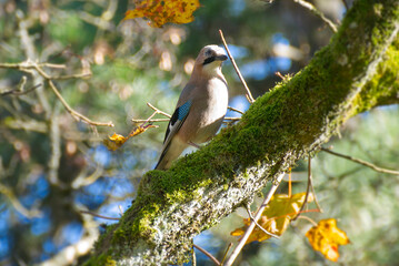 Eurasian Jay (Garrulus glandarius) perched on tree branch in Zurich, Switzerland