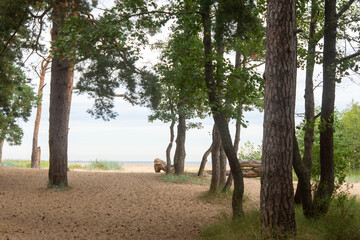 Fototapeta premium View of the sand dunes of the Gulf of Finland.
