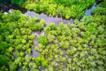 rone photgraphy of Port Launay Coastal Wetlands, mangrove, One of the best mangrove wetlands on the island of Mahé, supporting all seven species of mangroves in Seychelles